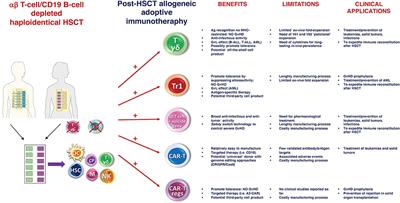 Graft Engineering and Adoptive Immunotherapy: New Approaches to Promote Immune Tolerance After Hematopoietic Stem Cell Transplantation